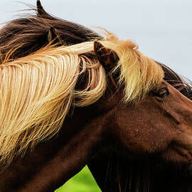 Close Up Of Icelandic Horses Grooming by Pixelchrome Inc