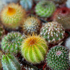 Close-up Of Multi-colored Cacti by Panoramic Images