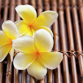 Close-up Of Pink Plumeria Flower by Kristin Lee
