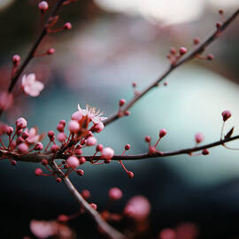 Close-up Of Plum Blossoms by Danielle D. Hughson