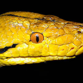 Close up of Yellow Snake by Jean Noren