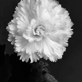 Close Up View by J. Horace McFarland