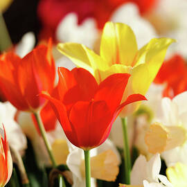 Closeup Of Bright, Colorful Red And by Earleliason