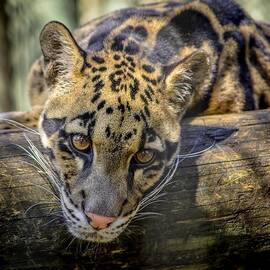 Clouded Leopard by Steven Sparks