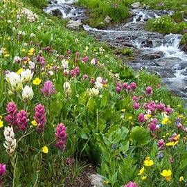 Colorado Wildflower Meadow and Stream by Cascade Colors