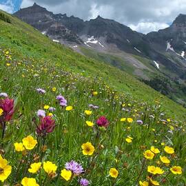 Colorado Wildflowers and Mountains by Cascade Colors
