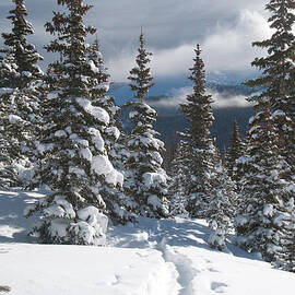 Colorado Winter Morning Forest with Rising Clouds by Cascade Colors