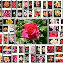 Colored roses by Stefano Senise