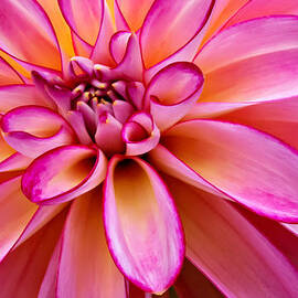 Colorful Dahlia by Mary Jo Allen