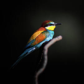 Colorful Darkly by Fegari