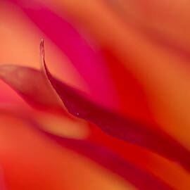 Colorful Motion by Mary Jo Allen