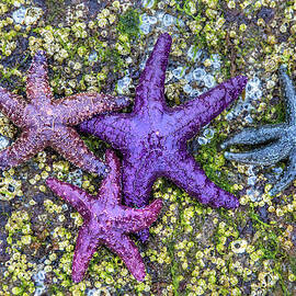 Colorful Starfish by Pierre Leclerc Photography