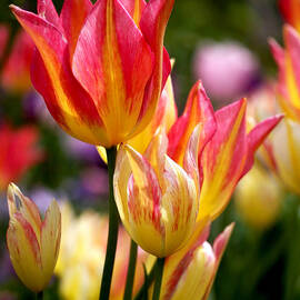 Colorful Tulips by Rona Black