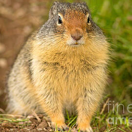 Columbia Ground Squirrel by Natural Focal Point Photography