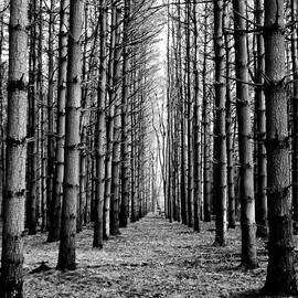 Coniferous Forest by Louis Dallara