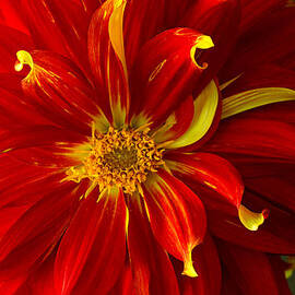 Contrasts by Mary Jo Allen