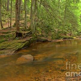 Cook Forest Green Canopy by Adam Jewell