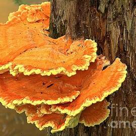 Cook Forest Tree Decorations by Adam Jewell