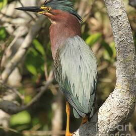 Cool Kid by Adam Jewell