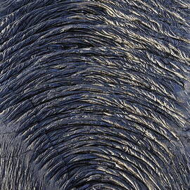 Cooled pahoehoe lava wrinkles by Sami Sarkis Photography