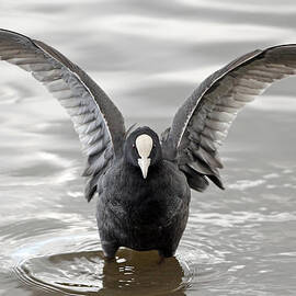 Coot in water by Grant Glendinning