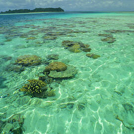 Coral Paradise by Tammy616