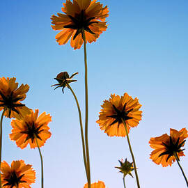 Coreopsis In the Sky by Mary Lee Dereske