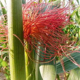 Corn Silk by Mary Lee Dereske