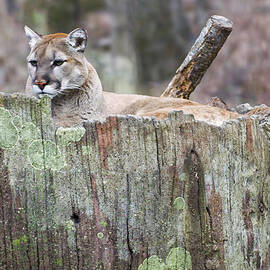 Cougar on a stump by Flees Photos