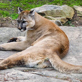 Cougar restin on a rock by Flees Photos