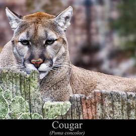 Cougar resting on a tree stump by Flees Photos
