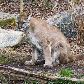 Cougar watching by Flees Photos