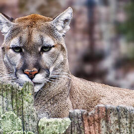 Cougars stare close up by Flees Photos