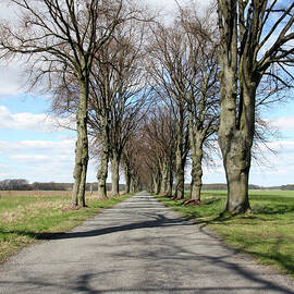 Country-road At Spring by Mgs
