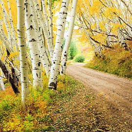 Country Road Through Canopy Of Autumn by Dszc