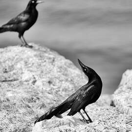 Courtship by Mary Lee Dereske