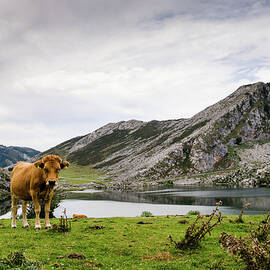 Cow In The Picos De Europa by Megan Ahrens