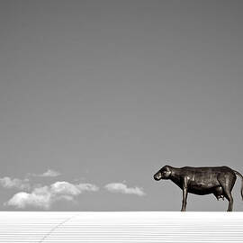 Cow On A Hot Tin Roof   BW by Mary Lee Dereske