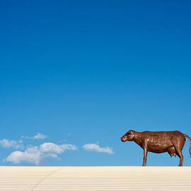 Cow On A Hot Tin Roof by Mary Lee Dereske