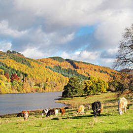 Cows In A Field Next To A Loch With by Simon Butterworth