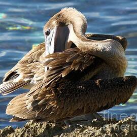 Cozumel Pelican by Adam Jewell