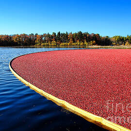 Cranberry Harvest in New Jersey by Olivier Le Queinec