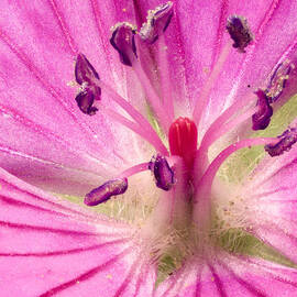 Cranesbill Geranium Close up by Jean Noren