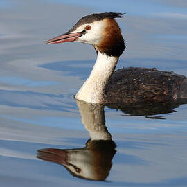Crested Grebe by Grant Glendinning