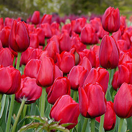 Crimson Tulips  by Richard Reeve