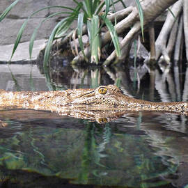 Crocodile Eyes by Richard Reeve