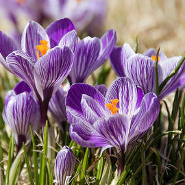 Crocus by Stacy Abbott