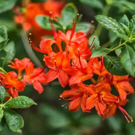 Cumberland Azalea by Flees Photos
