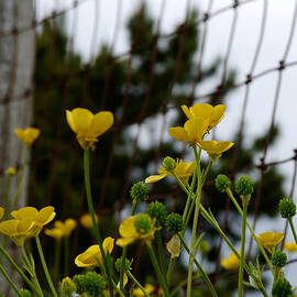 Cups of Butter by Richard Reeve