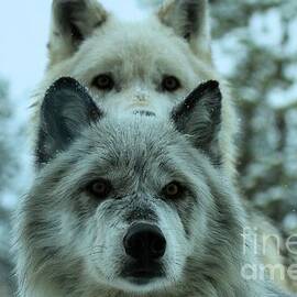 Curiosity by Adam Jewell